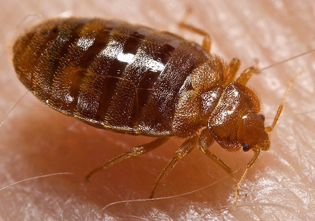 Bed Bug Removal Service