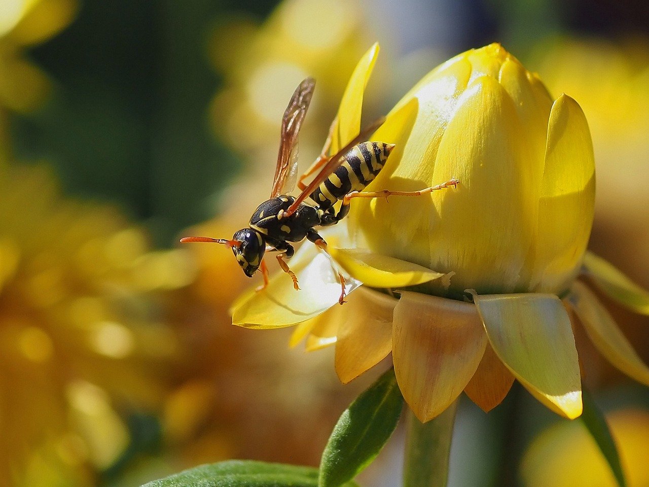 wasp control