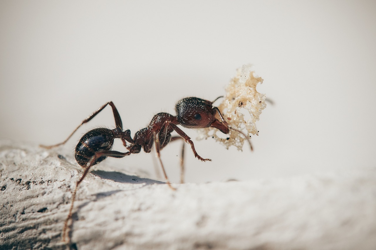 ants-5061910_1280