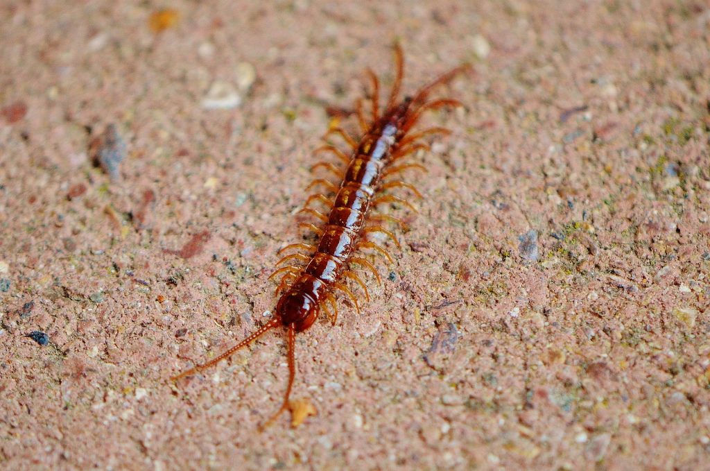 Centipede Control Service