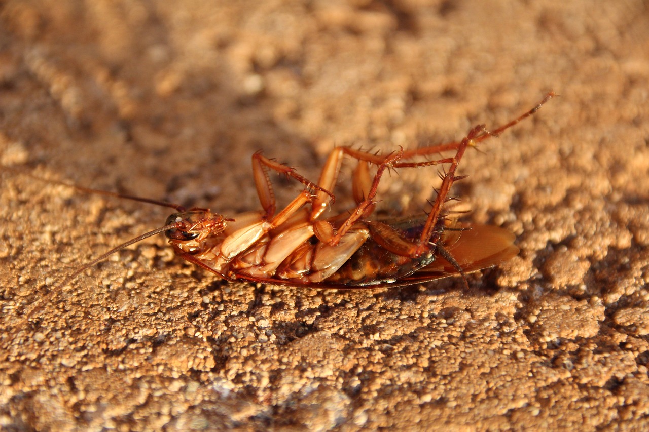 cockroach-3116192_1280