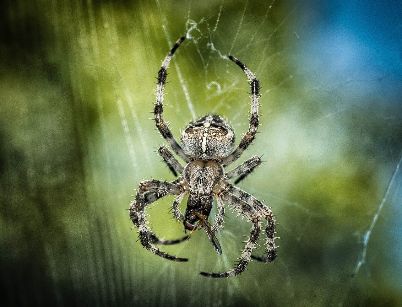Spider Control Services
