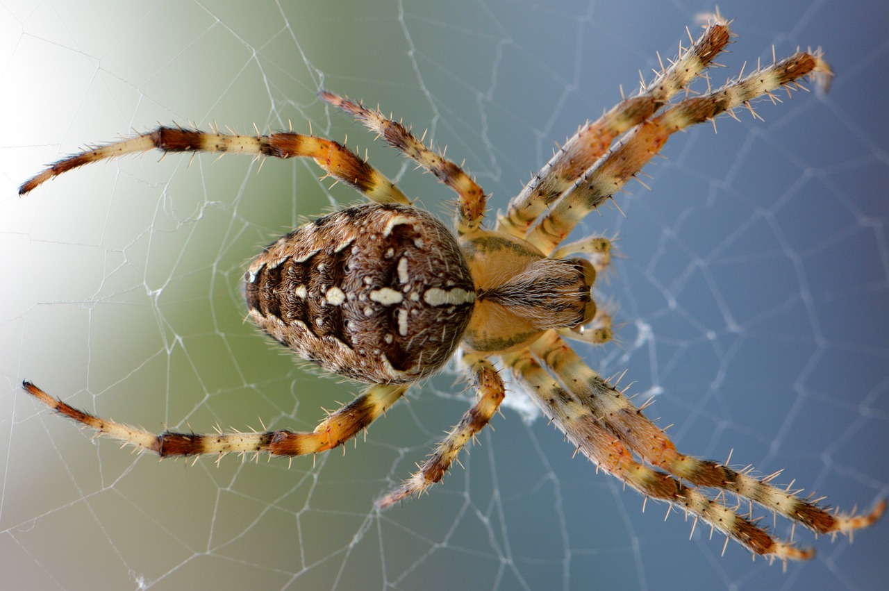 spider-436947_1280