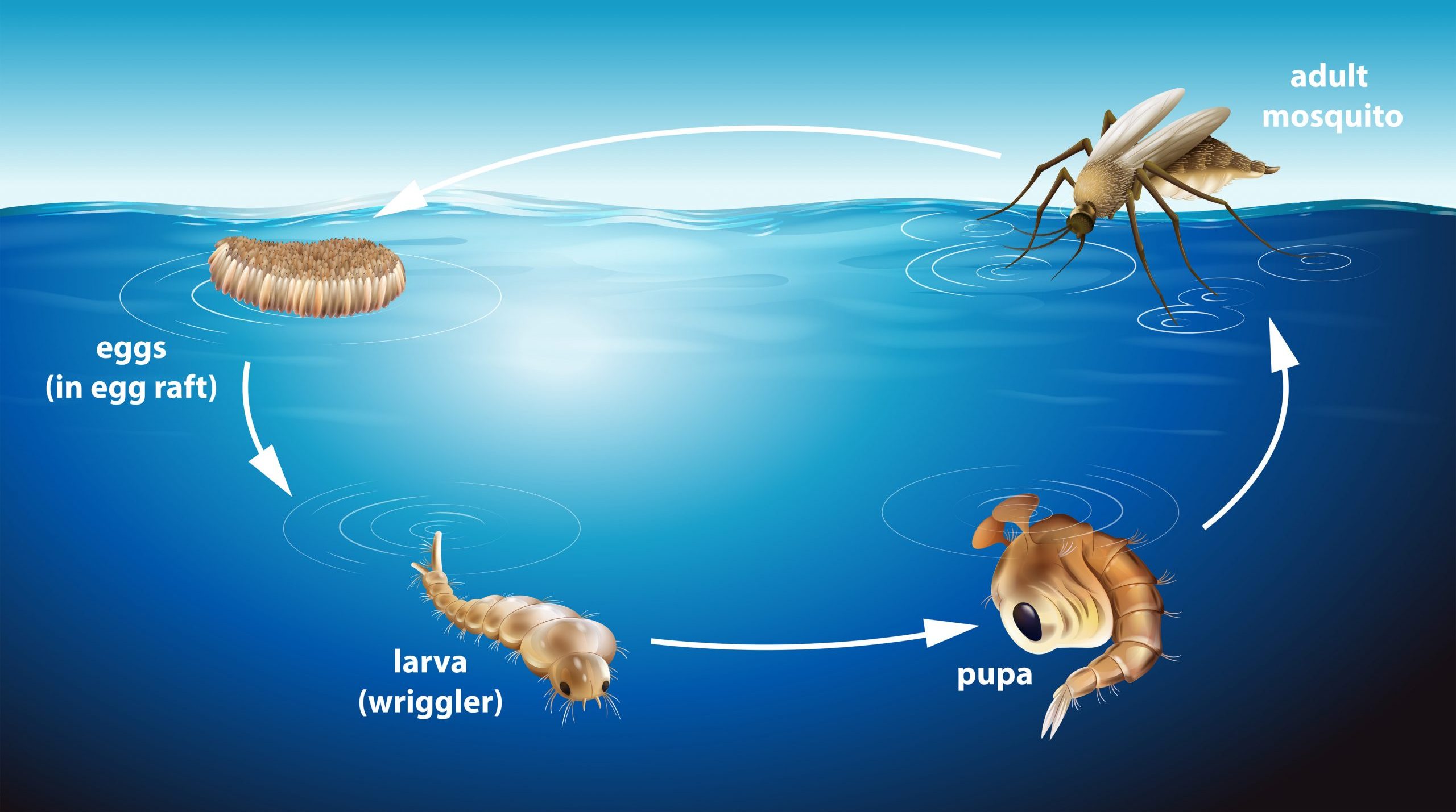 Life cycle of mosquito in the pond