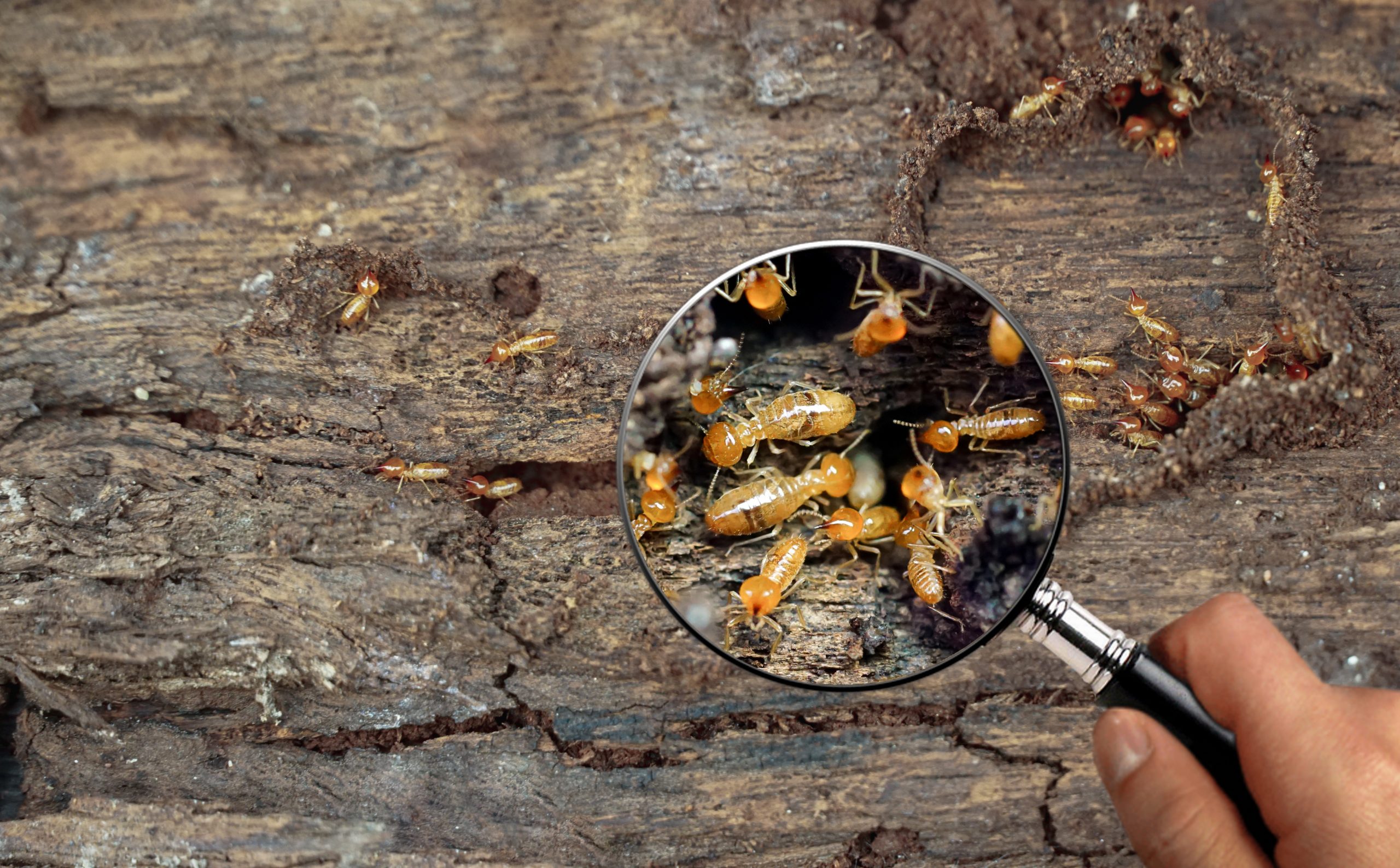 Termite Control Services