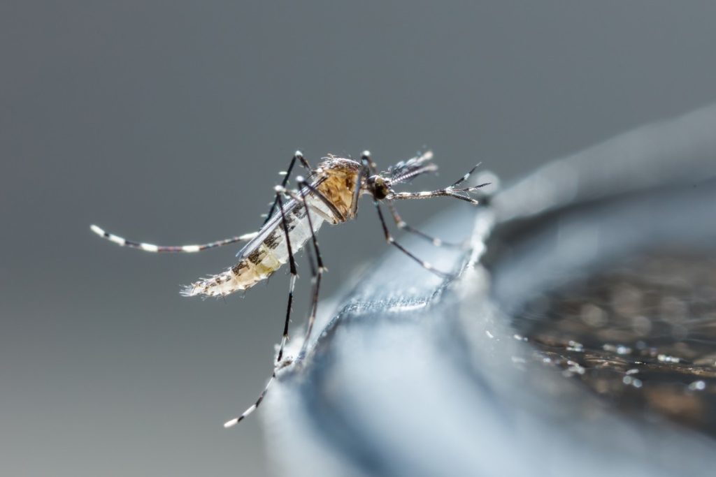 mosquito control