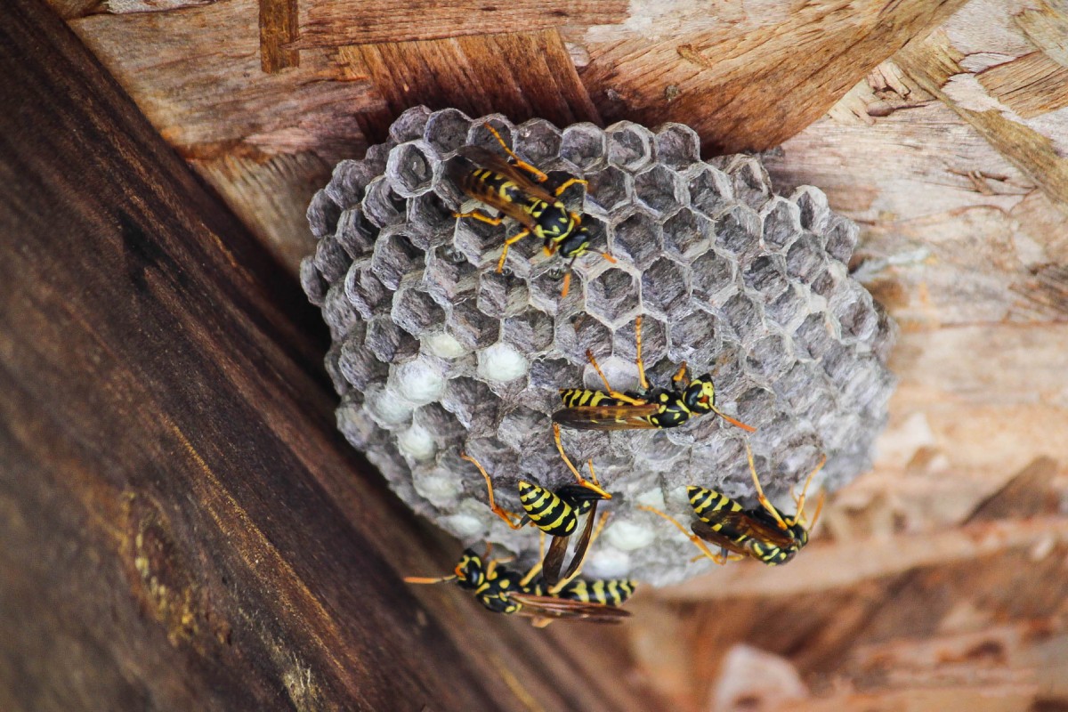 wasp control