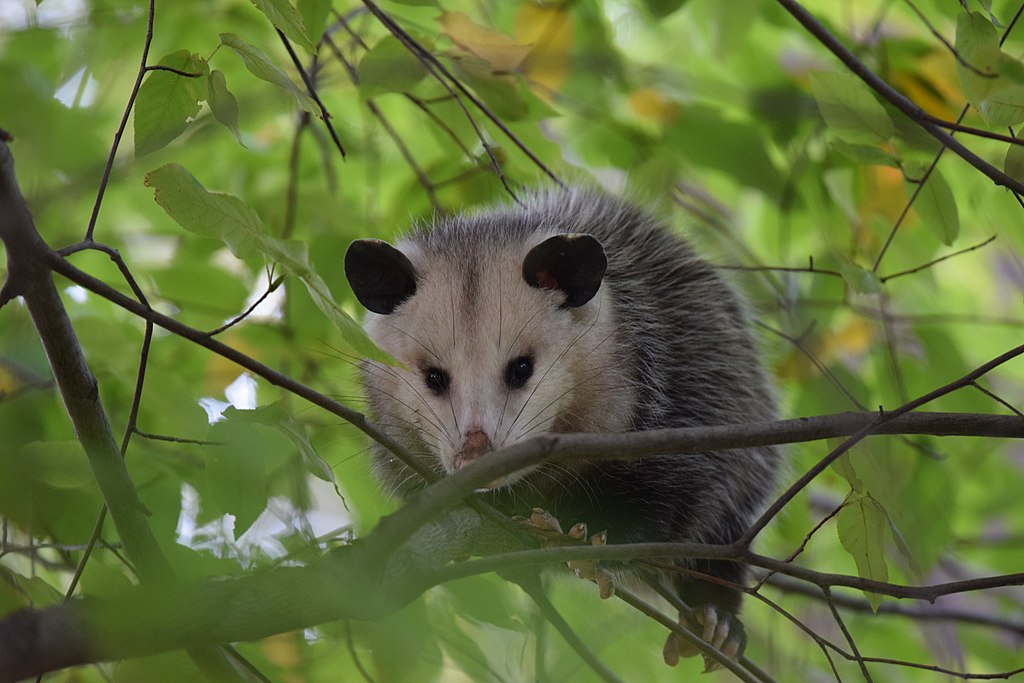 1024px-Opossum_3