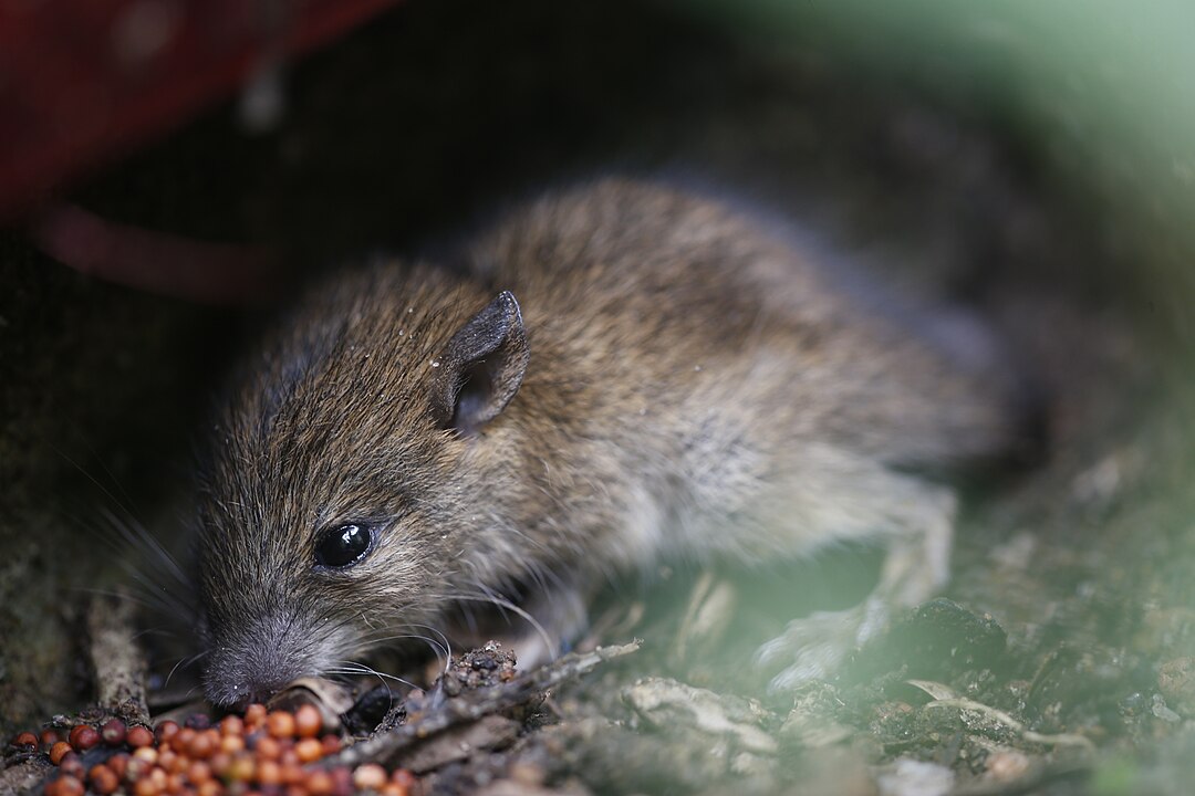1080px-Mouse_N3Q2278