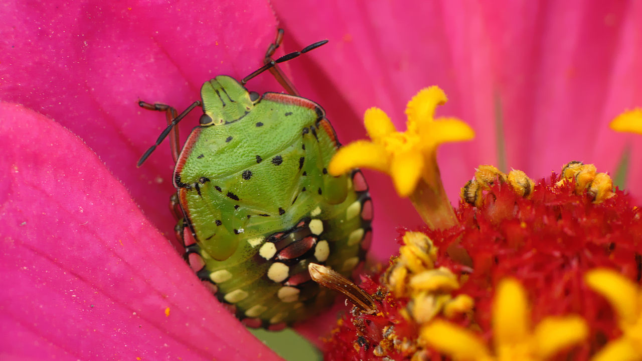 1280px-Chinch_bug_(3910201873)