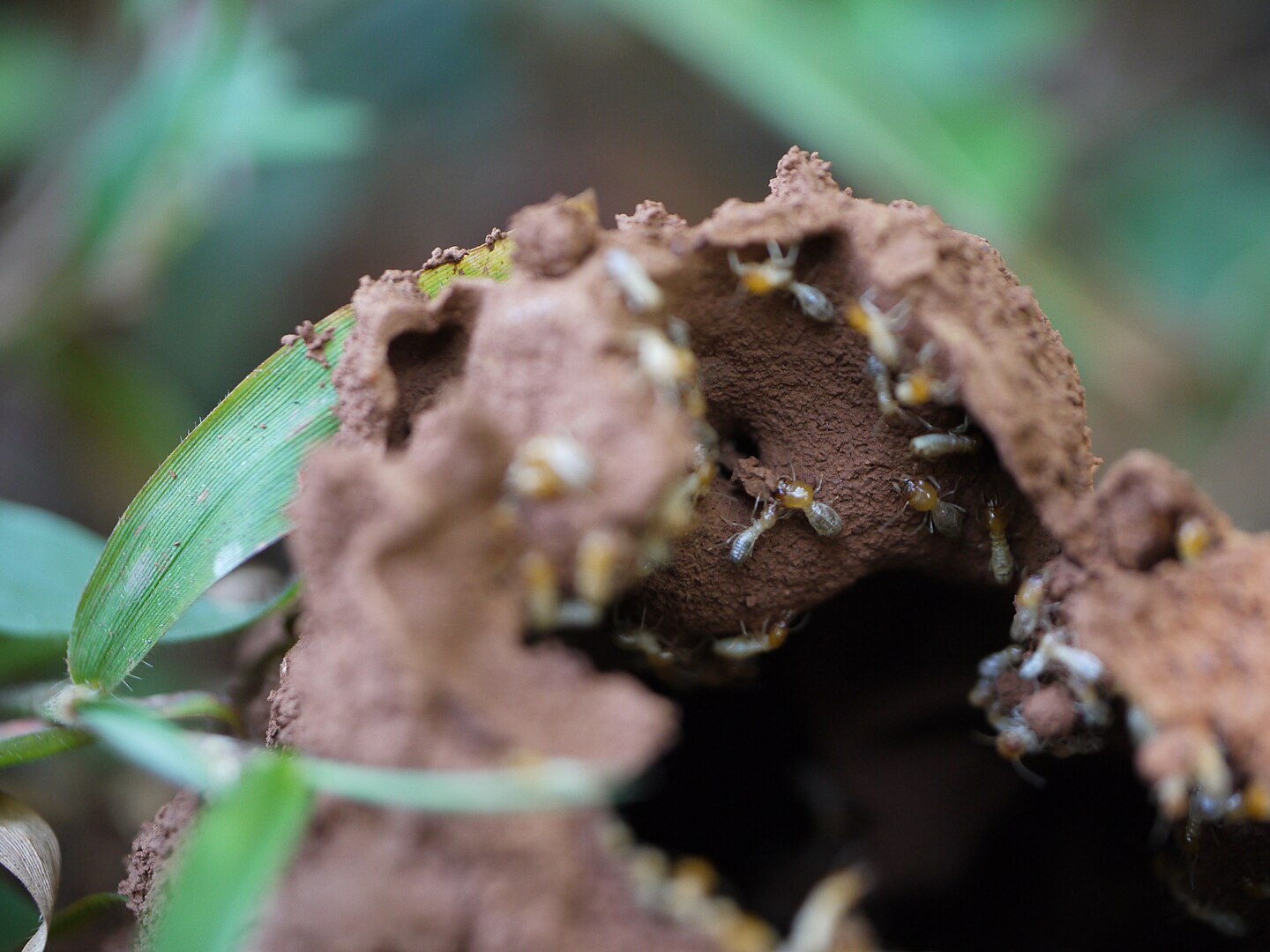 1440px-..._termites_at_work_(5288245804)