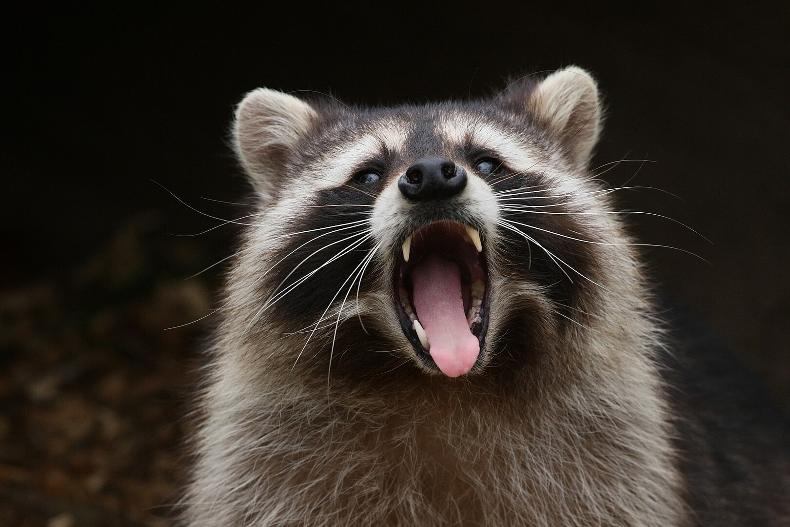 1620px--3340-_Yawning_raccoon_(26247775177)
