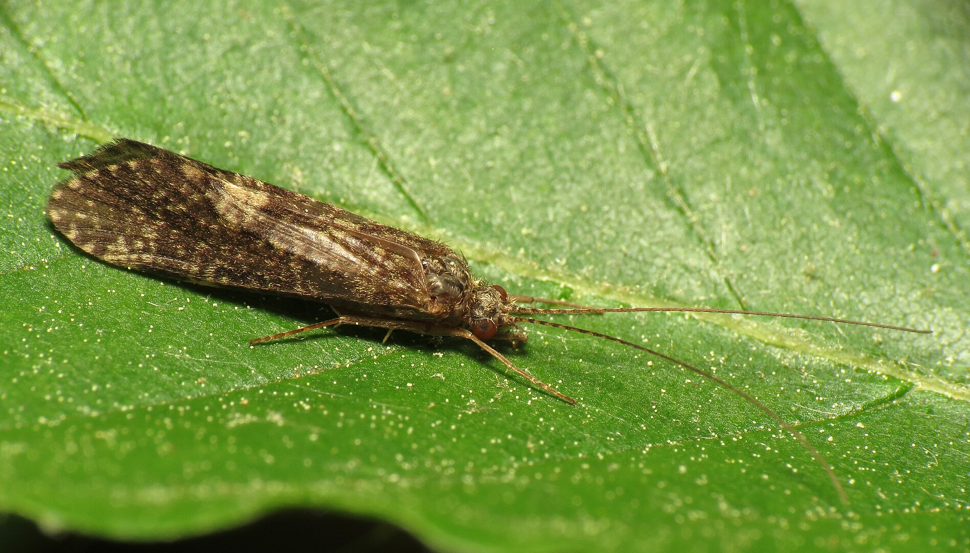 1896px-Caddisfly_(14401632932)