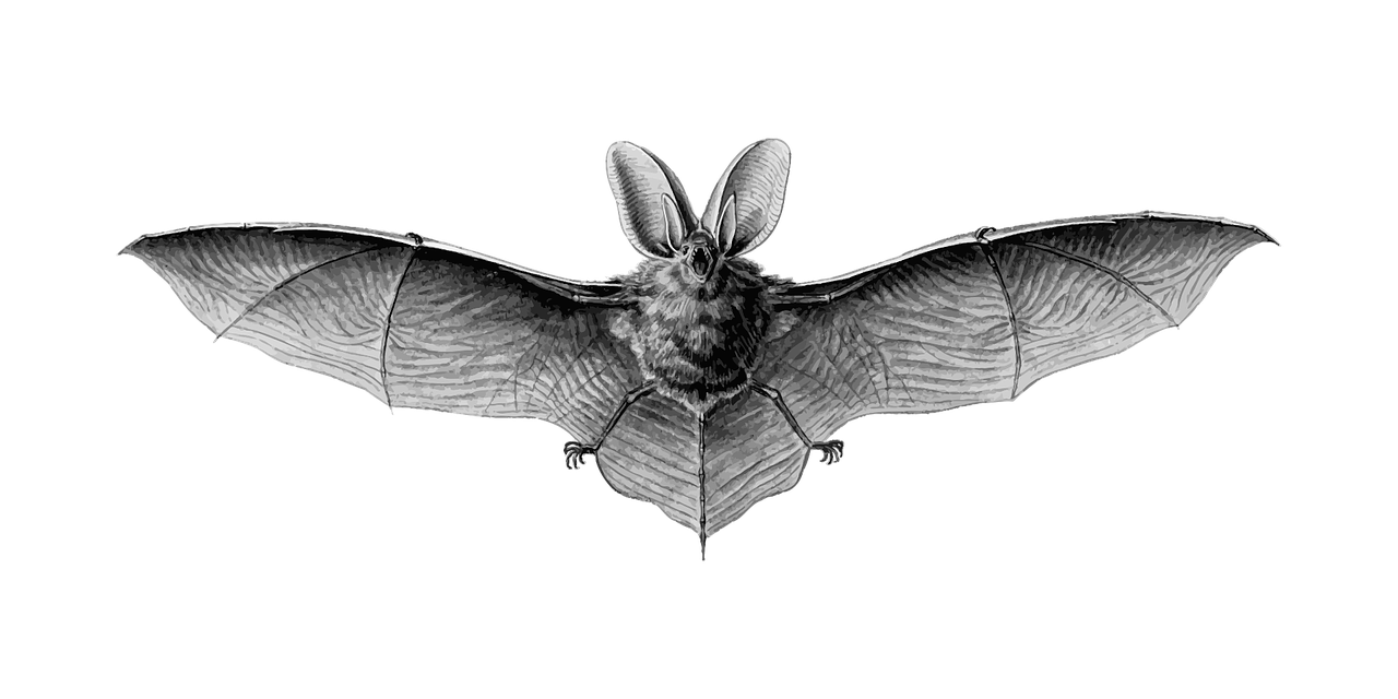 Bat 2