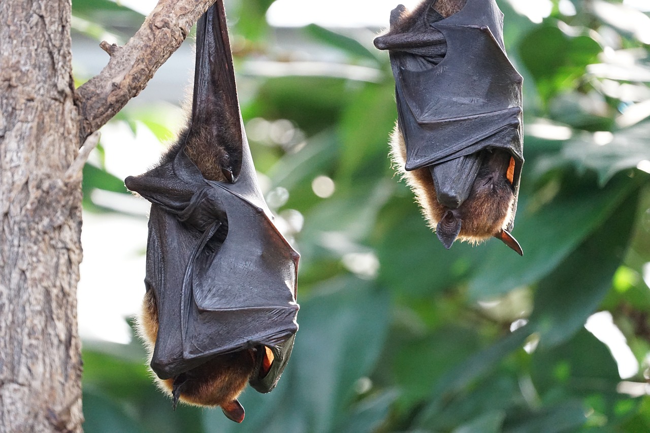 Bat