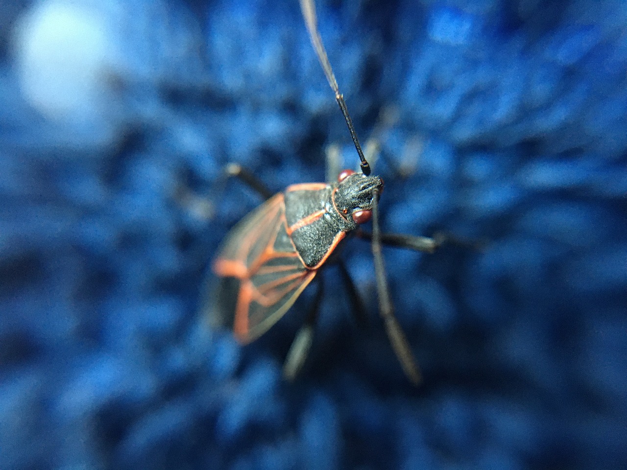 Box Elder Bugs (2)