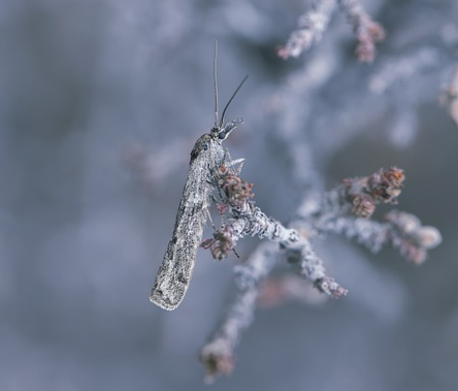 Caddisfly