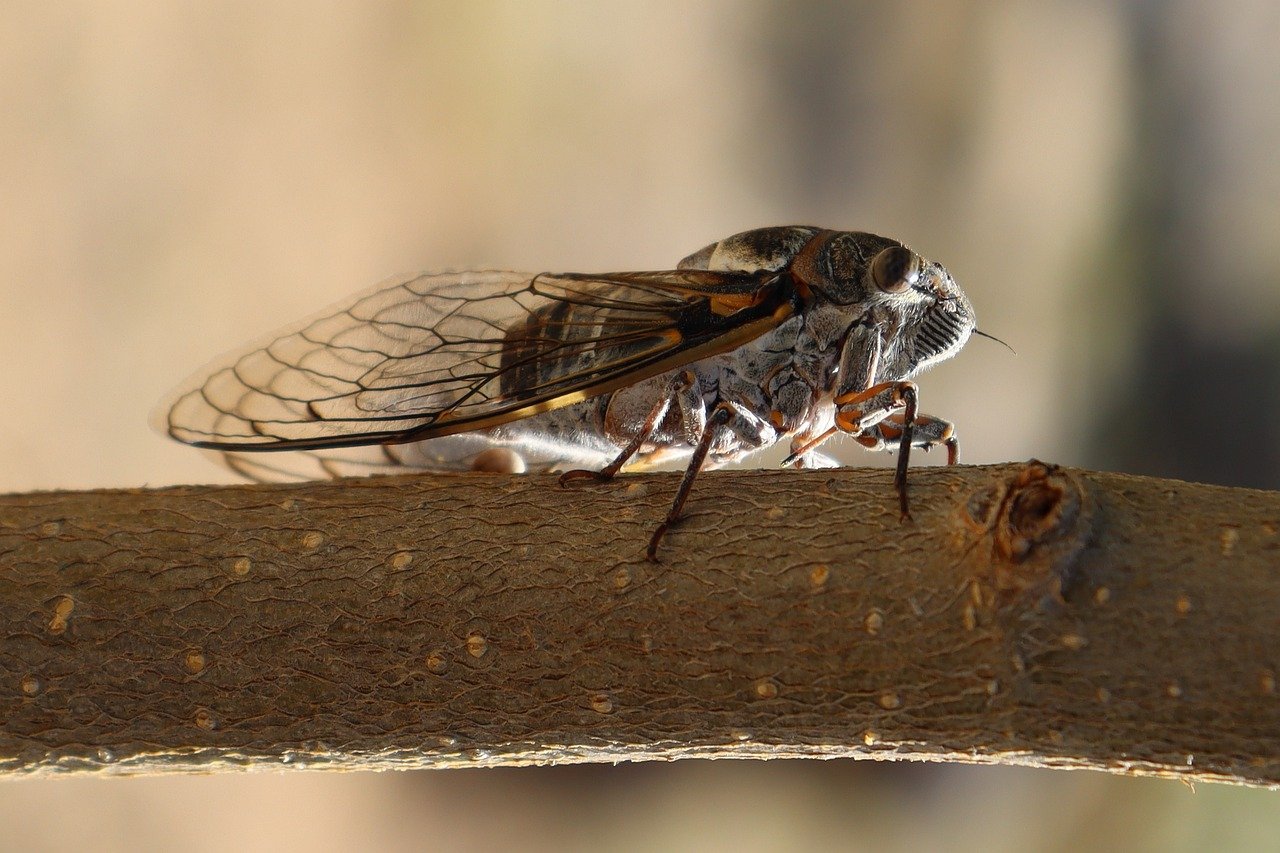 Cicadas