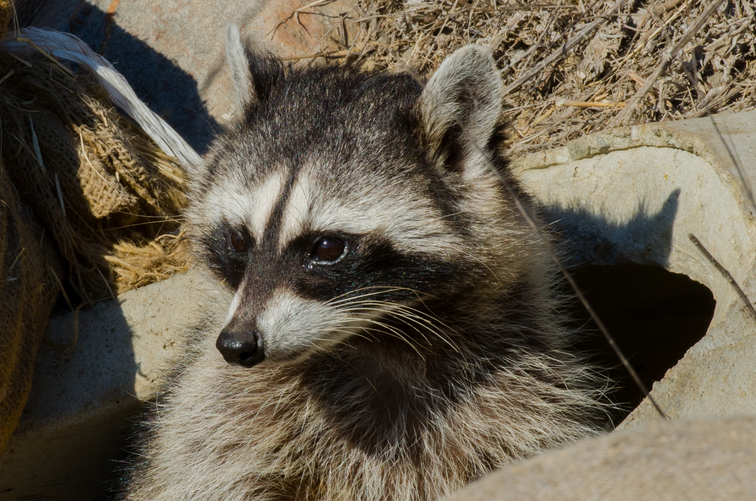 Common Raccoon (Procyon lotor)
