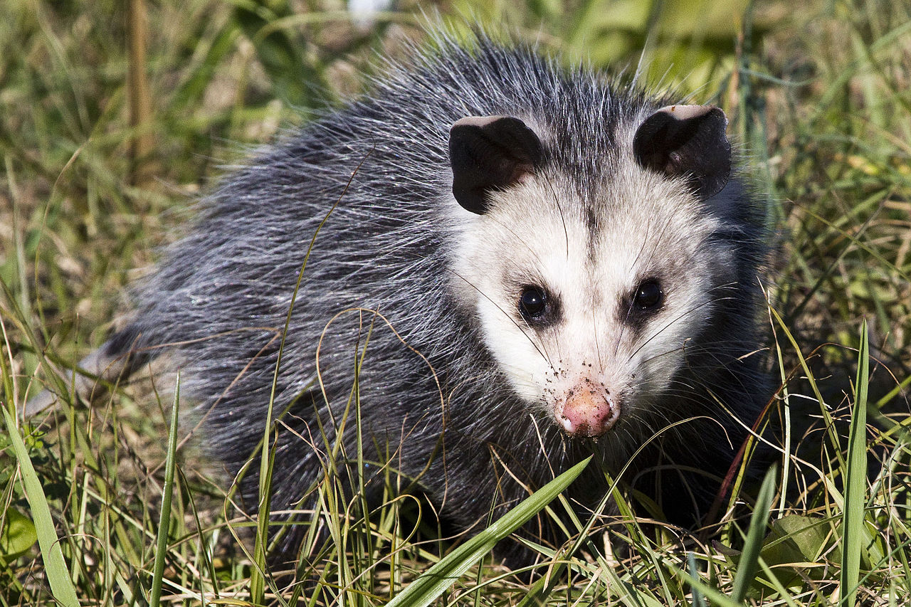 Opossum_2