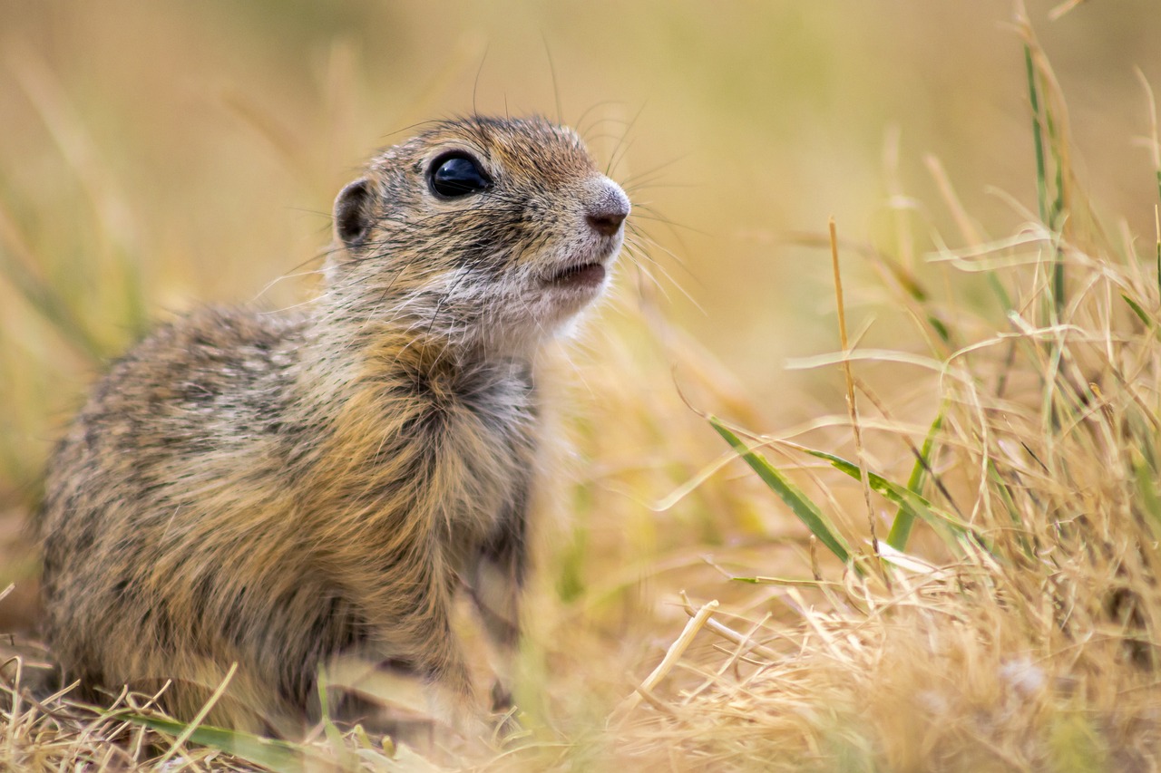 Squirrel