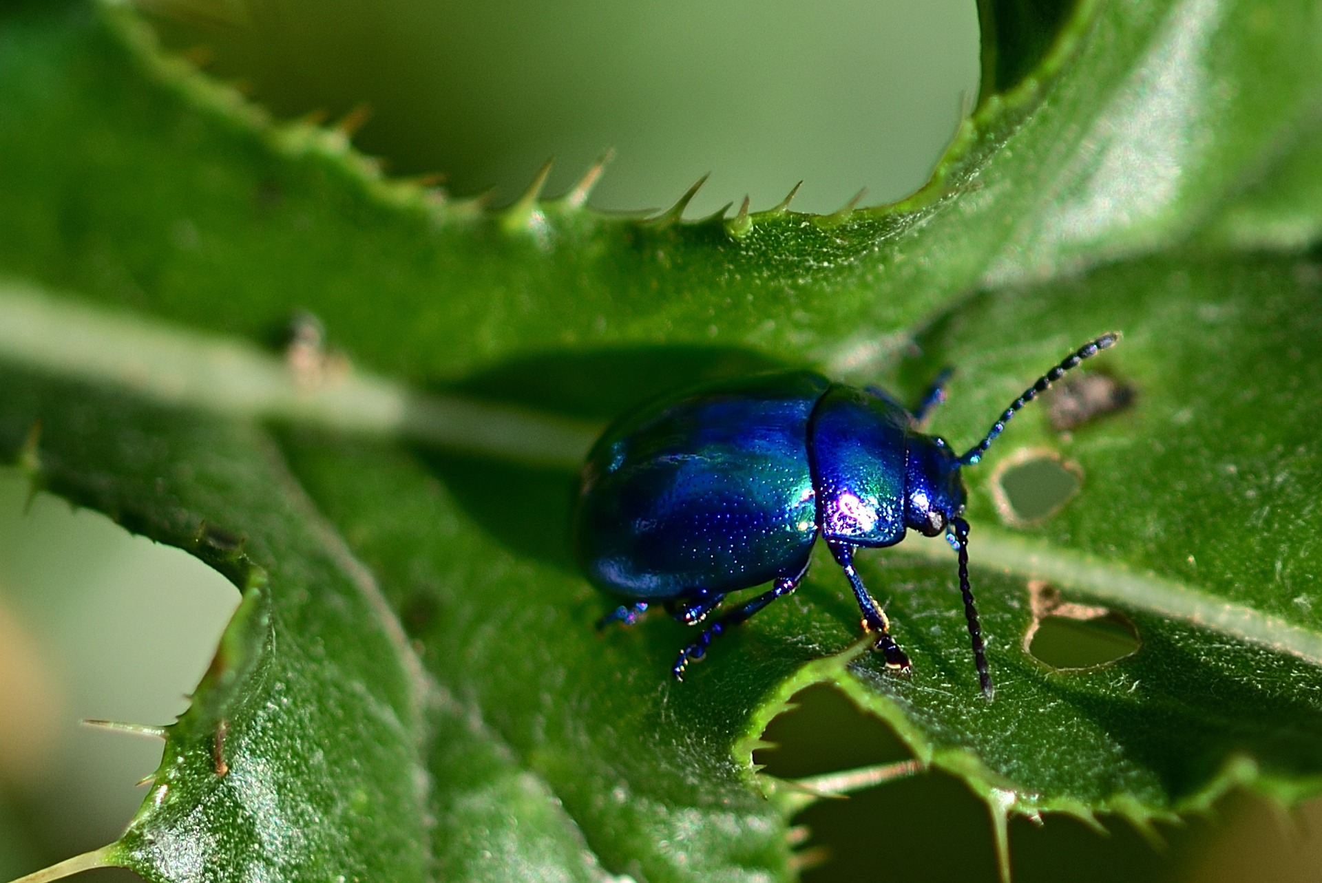 beetle-4401814_1920