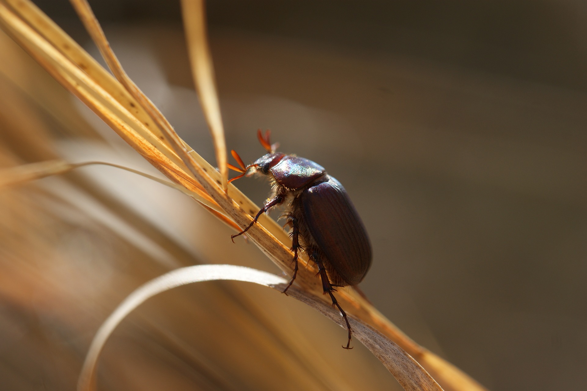 beetle-8070966_1920