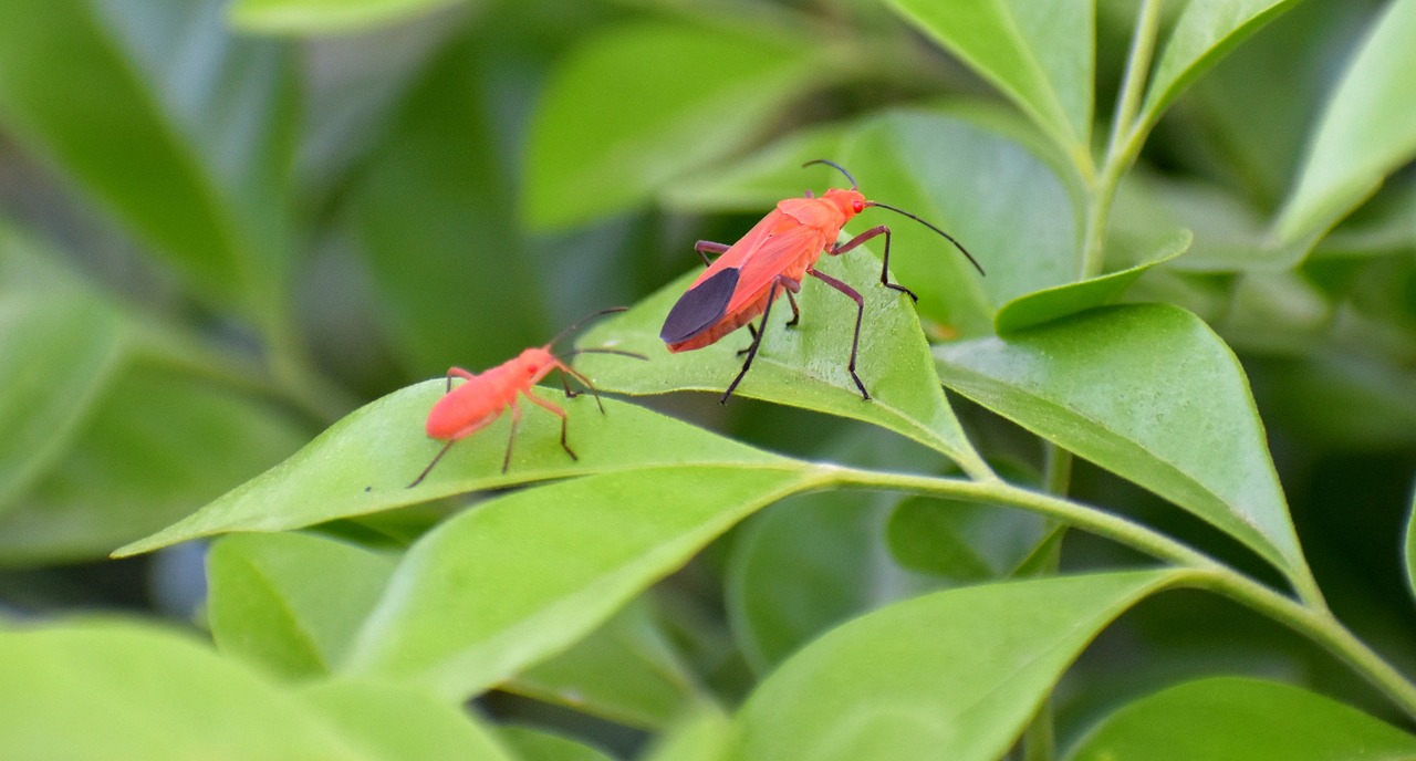 boxelder-bugs-2781738_1280