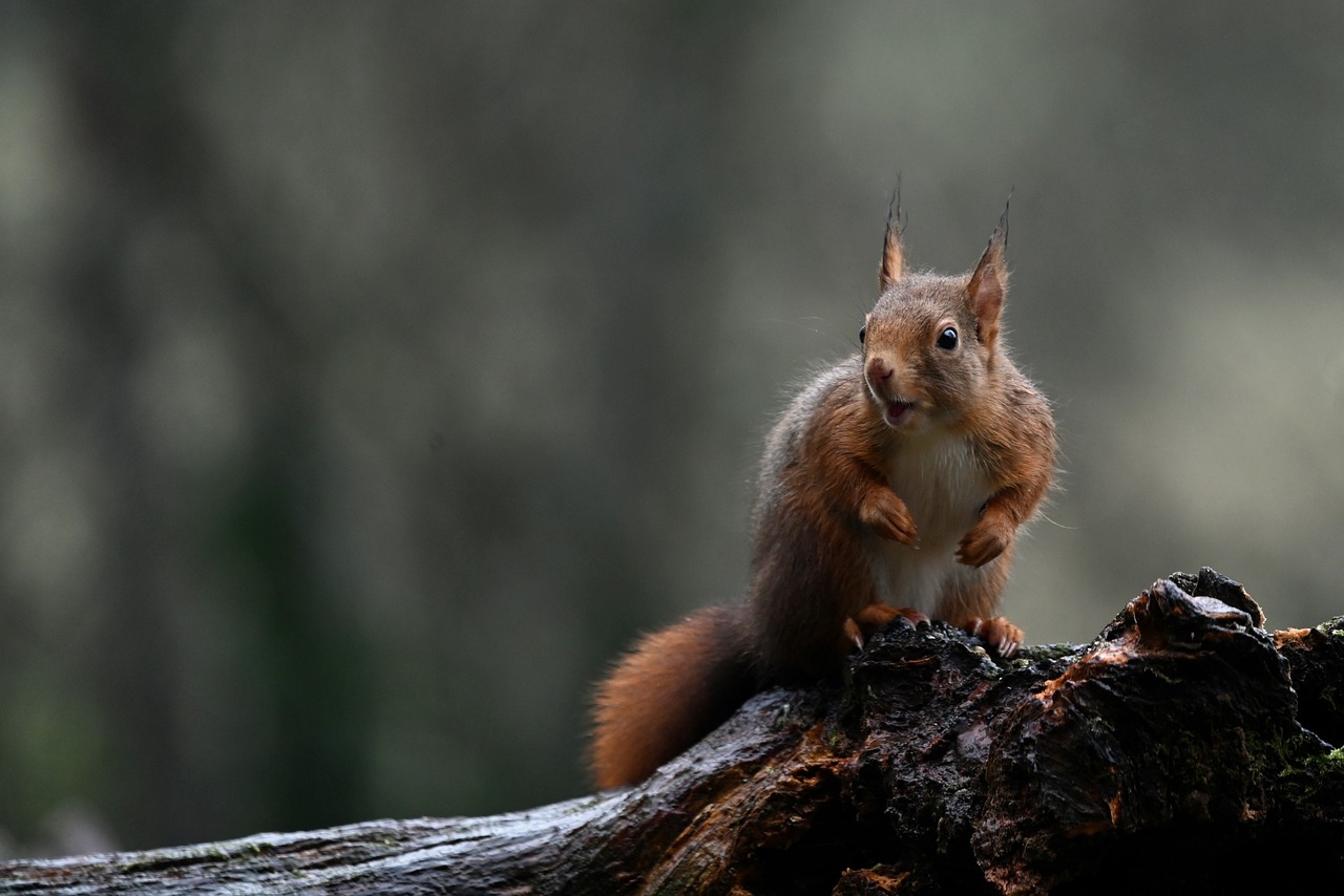 red-squirrel-6867103_1280