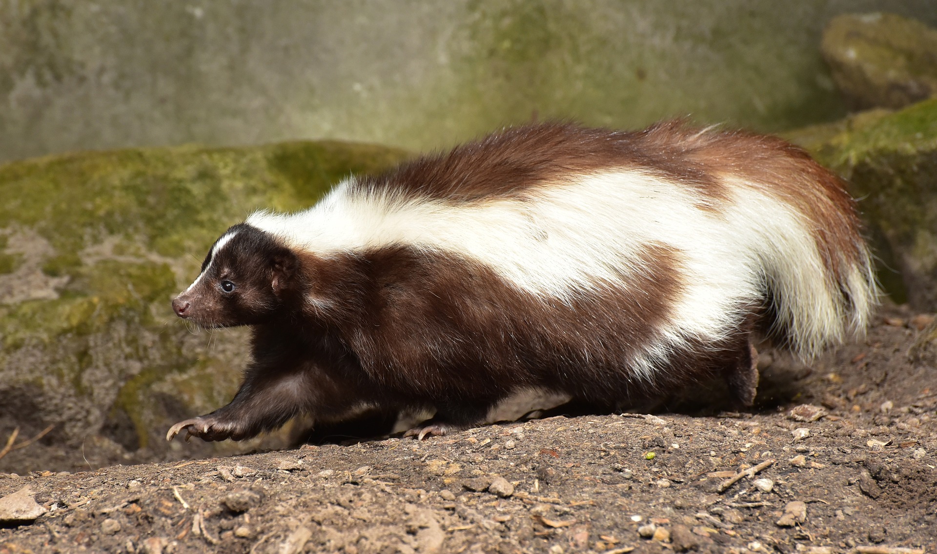 skunk-853083_1920