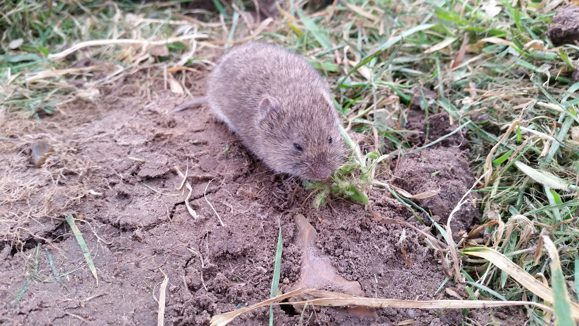 vole-688254_1920