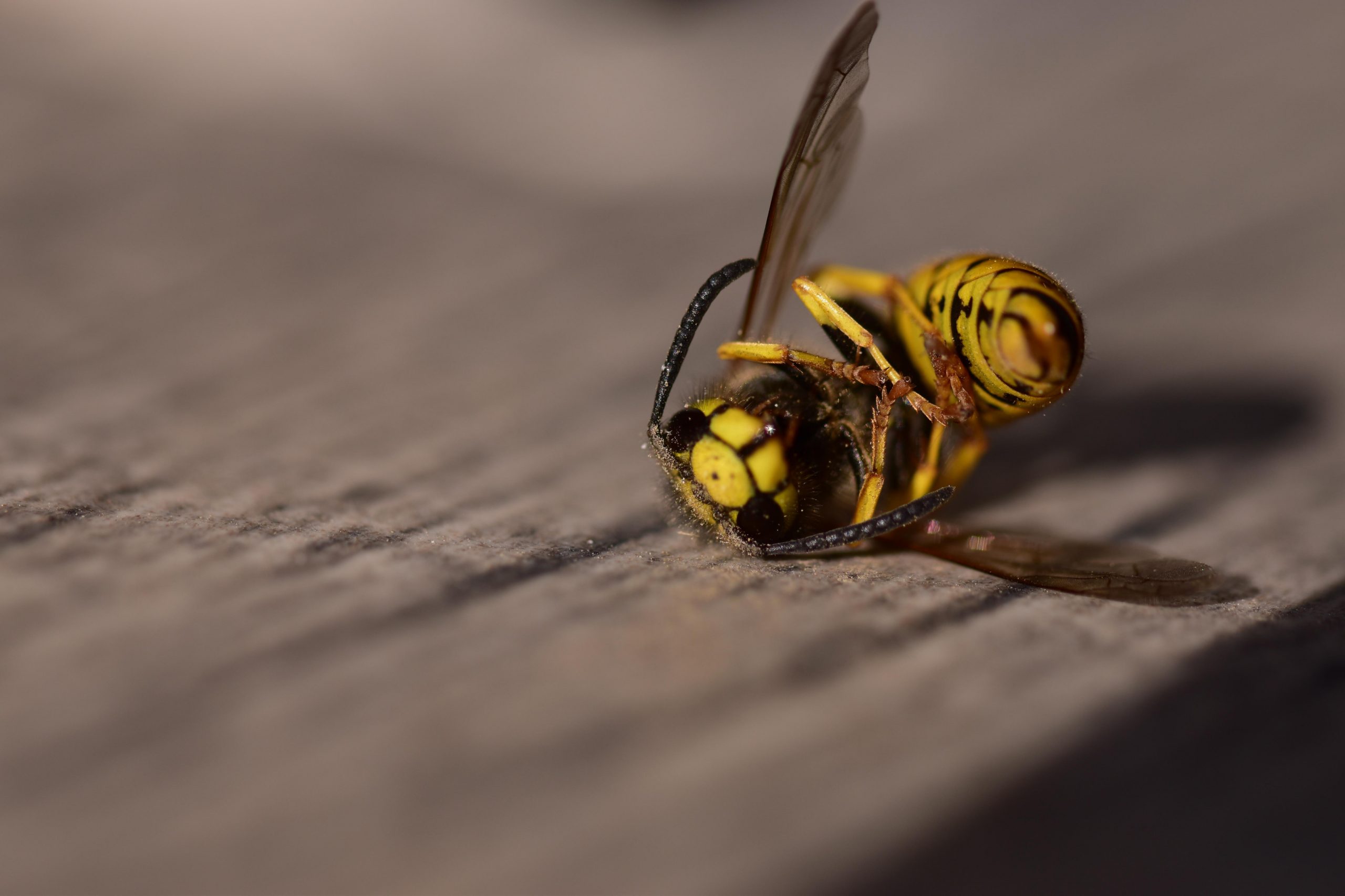 Yellow Jacket Control