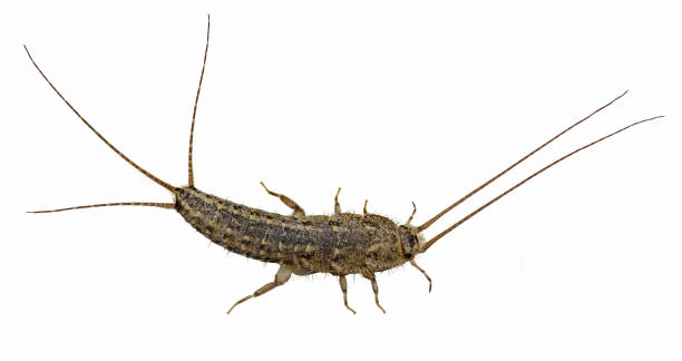 Silverfish Control