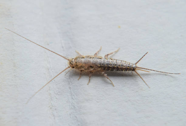Silverfish Control Service