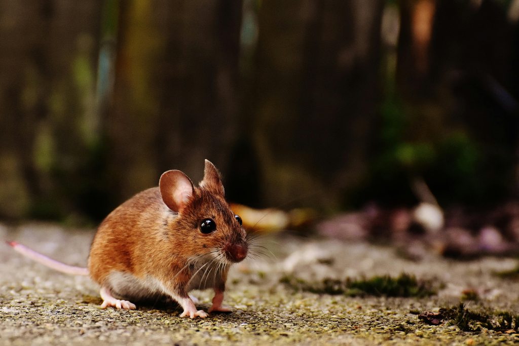 rodent control