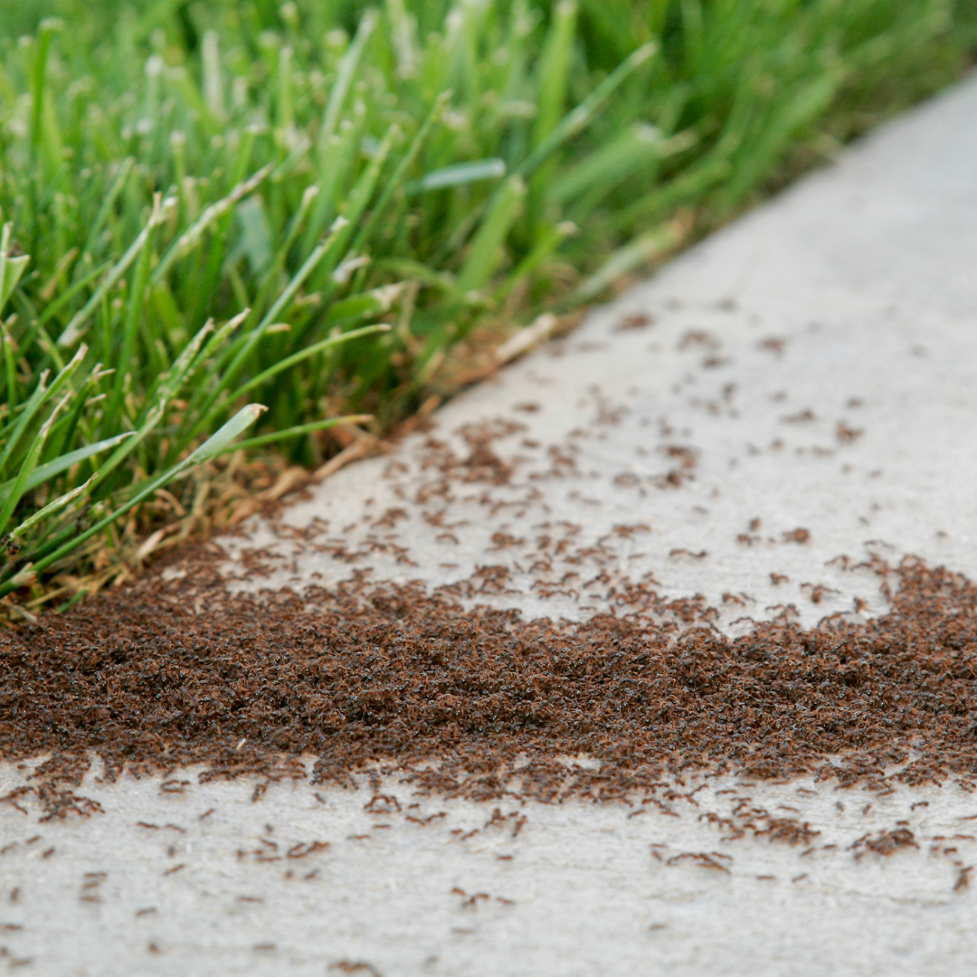 ant infestation