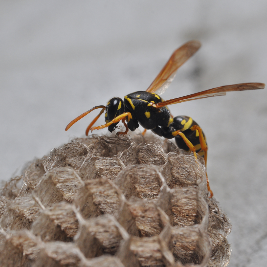 wasp control